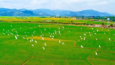 ការការពារជាបន្ទាន់នៃបក្សីព្រៃ