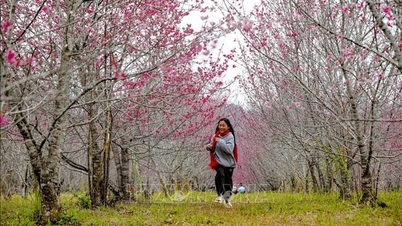 Lễ hội hoa anh đào