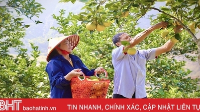 គយគន់សួនទឹកក្រូចសរីរាង្គដែលផ្ទុកដោយផ្លែឈើនៅឃុំព្រំដែន Ha Tinh