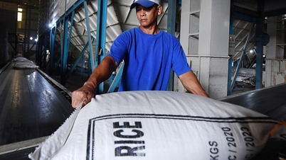 Doanh nghiệp bán "đại hạ giá", gạo Việt lao dốc về mức thấp nhất thế giới