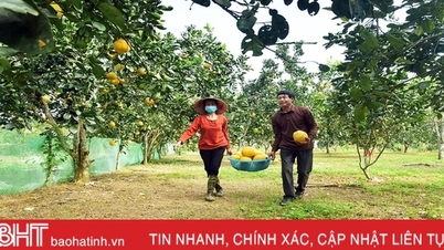 គយគន់​សួន​ក្រូចថ្លុង Dien ពេញ​ទៅដោយ​ផ្លែឈើ​នៅ Ha Tinh ដែល​មាន​មនុស្ស​ច្រើន​កុះករ​មុន​ថ្ងៃ Tet