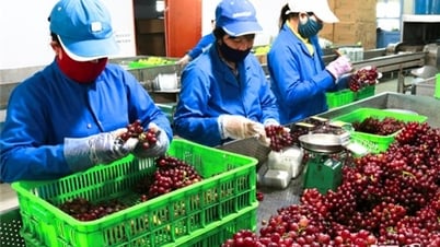 Ninh Phước đẩy mạnh liên kết sản xuất tiêu thụ sản phẩm theo chuỗi giá trị