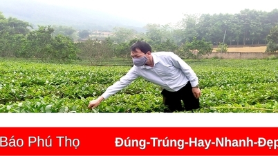 ធ្វើឱ្យប្រសើរឡើងនូវគុណភាពនៃផលិតផលតែ