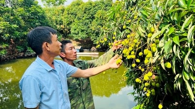 Nông dân Vĩnh Hòa (Ninh Giang) chăm chút cho quả vải sớm