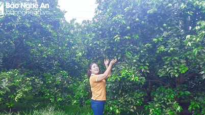 'Golden' rain cools down, saves crops in Nghe An from drought