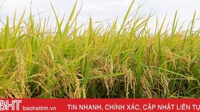 Năng suất lúa hè thu ở Can Lộc ước đạt 53,48 tạ/ha