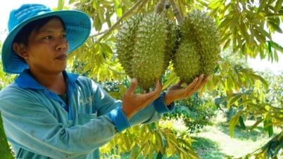 ការ​នាំ​ចេញ​ទុរេន និង​អង្ករ​នឹង​ឈាន​ដល់​ឆ្នាំ​២០២៤
