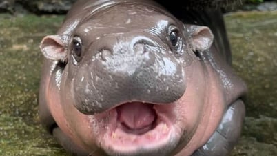 Moo Deng "fever" attracts tens of thousands of people to visit Thailand zoo