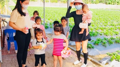 ផ្លែស្ត្របឺរីនៅកន្លែងខ្លះនៅ Hai Duong លក់បានតម្លៃល្អ។