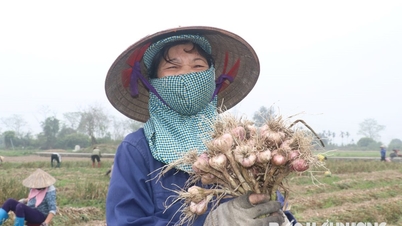 ខ្ទឹមស និងម្ទេសនៅណាំតាន់ទទួលបានផលិតភាពខ្ពស់ដោយសារការប្រើប្រាស់បច្ចេកវិទ្យាជីវសាស្ត្រ