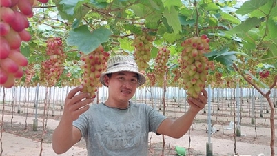 ចម្ការទំពាំងបាយជូរថៃអាន ត្រៀមស្វាគមន៍ភ្ញៀវទេសចរណ៍ក្នុងឱកាសបុណ្យតេត