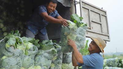 Bắt đầu thu hoạch rộ rau vụ đông