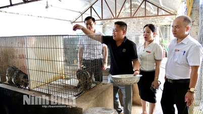 ការចិញ្ចឹមសត្វឆ្មា - គំរូថ្មី មានប្រសិទ្ធភាពខ្ពស់។