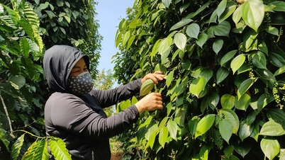 Đà tăng chưa thấy điểm dừng, Tây Nguyên cao nhất 152.000 đồng/kg
