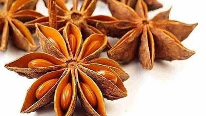ប្រទេស​វៀតណាម​បាន​នាំ​ចេញ​ដើម​សណ្ដែក​ផ្កាយ​ជាង ៥៤០០ តោន​ទៅ​កាន់​ទីផ្សារ​ឥណ្ឌា