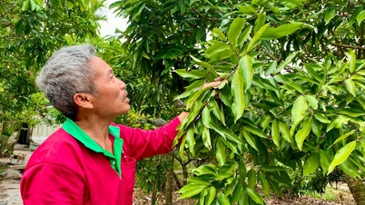 កសិករ Thanh Ha ព្រួយ​បារម្ភ​ថា​ឫស​ផ្លែ​ល្ហុង​ត្រូវ​ជាប់​គាំង ដែល​ធ្វើ​ឲ្យ​វា​ពិបាក​ពន្លក និង​ចេញ​ផ្កា។