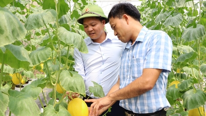 Tan Minh Duc Cooperative earns 1 billion VND/ha of melon/year