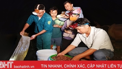 មើលប្រជាជន Ha Tinh ប្រមូលផលដង្កូវនាង រកចំណូលបានរាប់លានរៀងរាល់យប់