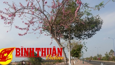 ផ្កាឈូក Apricot Blossom នៅ Phan Thiet