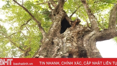 ស្ងើចសរសើរ "ដើមឧទុម្ពរស្បថ" ភ្ជាប់ជាមួយរឿងសង្គ្រោះស្តេច Le Loi នៅ Ha Tinh