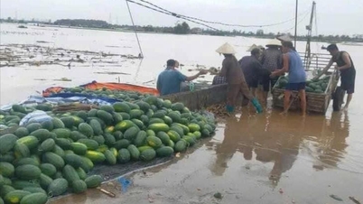 ជី លីញ ស្នើ​ឲ្យ​ប្រមូល​ផល​បន្លែ​ក្រៅ​ទំនប់​ជា​បន្ទាន់