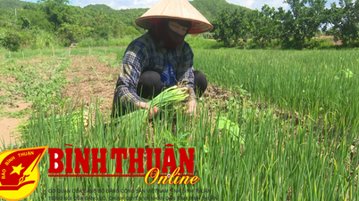 Nông dân phấn khởi vì hành được giá