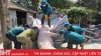 Hà Tĩnh bổ cứu công tác phòng chống dịch tả lợn châu Phi