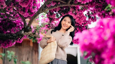 Cây hoa giấy 35 tuổi hồng rực cả khoảng sân, khách tìm tới săn ảnh "nghìn like"