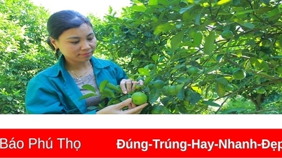 ប្រសិទ្ធភាព​នៃ​ការ​ដាំ​ក្រូចឆ្មា​បួន​រដូវ​លើ​ដី​ភ្នំ