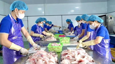 Nuôi cá rô phi làm chả, hướng đi mới cho người nuôi cá ở Hải Dương