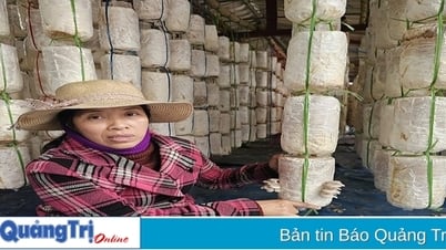 ដាំផ្សិតអយស្ទ័រ ទទួលបានប្រាក់ចំណេញខ្ពស់។