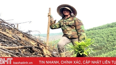 ជាប់​នឹង​ភ្នំ ឆាប់​គ្រប​ដណ្តប់​លើ​តំបន់​ដាំ​អាកាស្យា​នៅ Vu Quang
