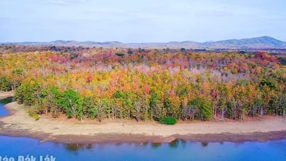 色彩豊かなヨクドンの森