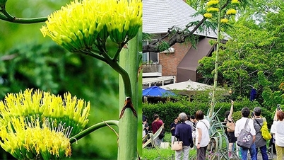 Una escena "única en un siglo" apareció repentinamente en el parque Hibiya (Japón).