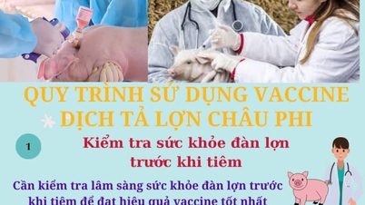 Comment utiliser le vaccin contre la peste porcine africaine ?
