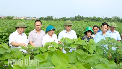 សិក្ខា​សាលា​ស្តី​ពី​ការ​តភ្ជាប់​ផលិតកម្ម​ដើម​ត្រសក់​បៃតង AP1 នៅ​ស្រុក Nho Quan