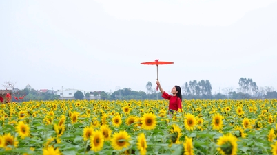 Vườn hoa hướng dương xã An Thượng khoe sắc rực rỡ đầu xuân