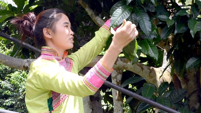 Đánh thức tiềm năng cây chè ở Mường Chà