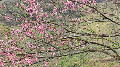 Las flores de durazno en las montañas de Lao Than se vuelven rosadas