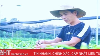 អ្នក​ដែល​ចាប់​បាន​ផ្កា​លីលី​ហូឡង់​ចំនួន ៥០,០០០ ដើម រីក​ទាន់​ពេល​វេលា​សម្រាប់ Tet នៅ Ha Tinh
