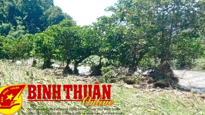 ទទួល​បាន និង​ចែក​គ្រាប់ពូជ​ពោត​ចំនួន ២៥,៥ តោន ដើម្បី​ជំនះ​នូវ​ផល​វិបាក​នៃ​គ្រោះ​ធម្មជាតិ
