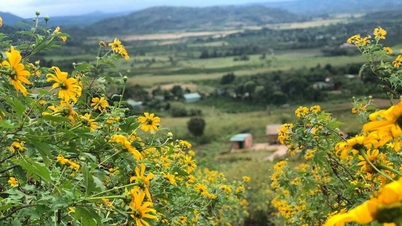 สัมผัสความสวยงามของภูเขาไฟชูดังหยาผ่านกิจกรรม Wild Sunflower Week 2024