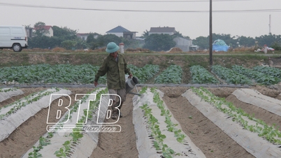 Thai Binh: Striving for winter crop production area of ​​2024 - 2025 to reach 40,000 hectares