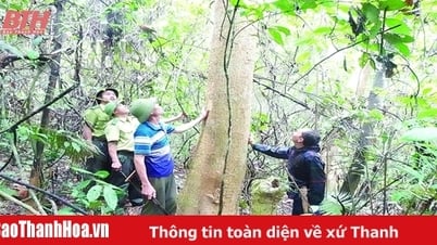 大規模木材植林による「二重の」利益
