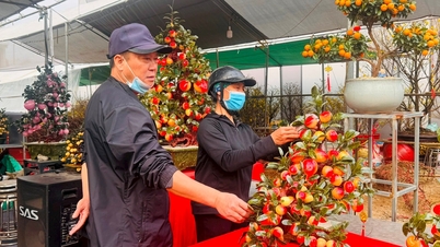 Chậu hoa chục triệu hút khách