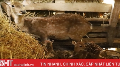 Mother deer gives birth to twins - a rare event in the deer capital of Ha Tinh