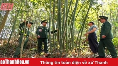 Mở hướng thoát nghèo từ trồng vầu