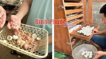 Earn millions from raising pigeons