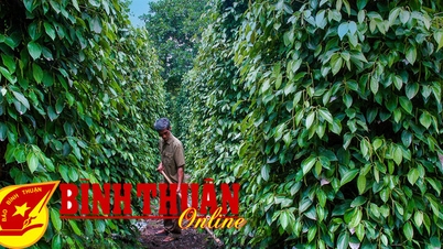 អ្នក​ដាំ​ម្រេច​សប្បាយ​ចិត្ត​ព្រោះ​តម្លៃ​ឡើង​ថ្លៃ