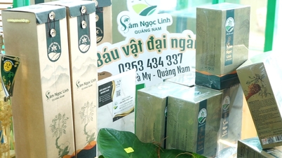 Developing OCOP products in Nam Tra My
